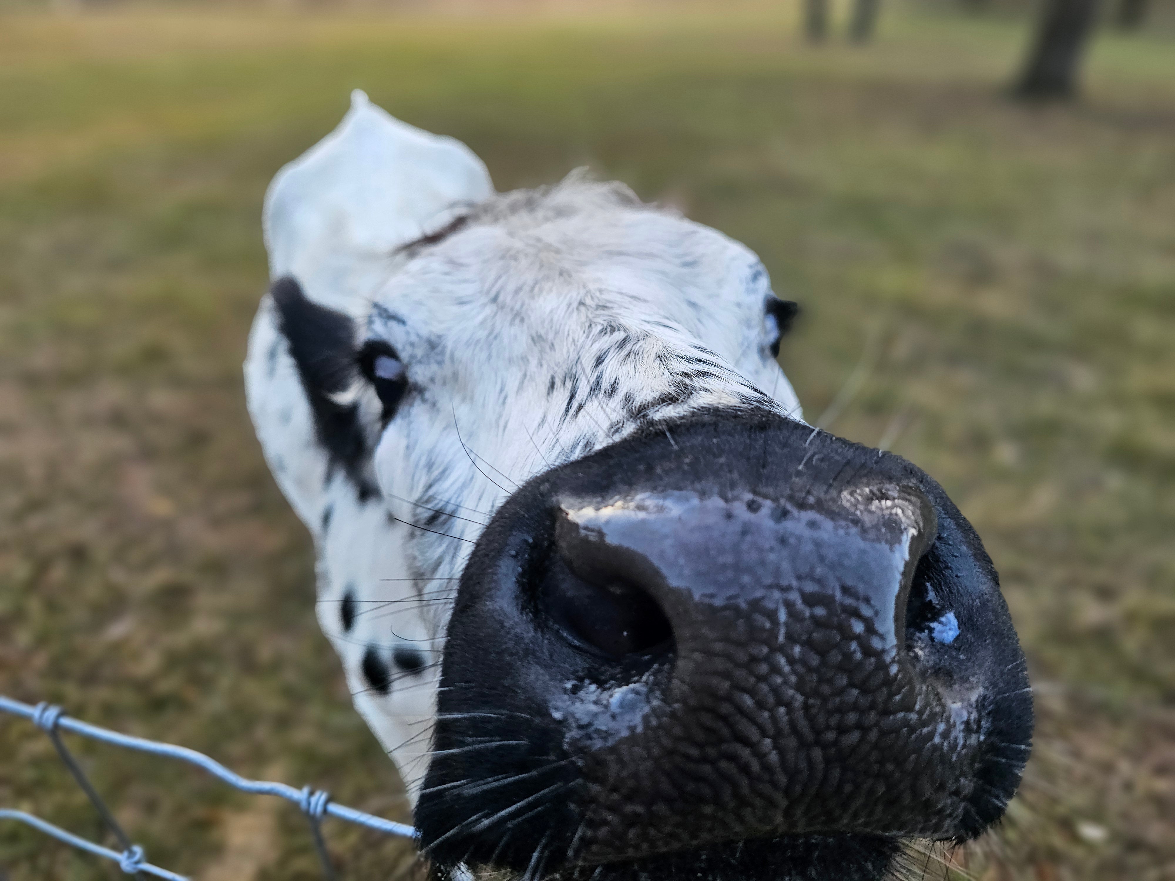 Cows at Bristol Oaks