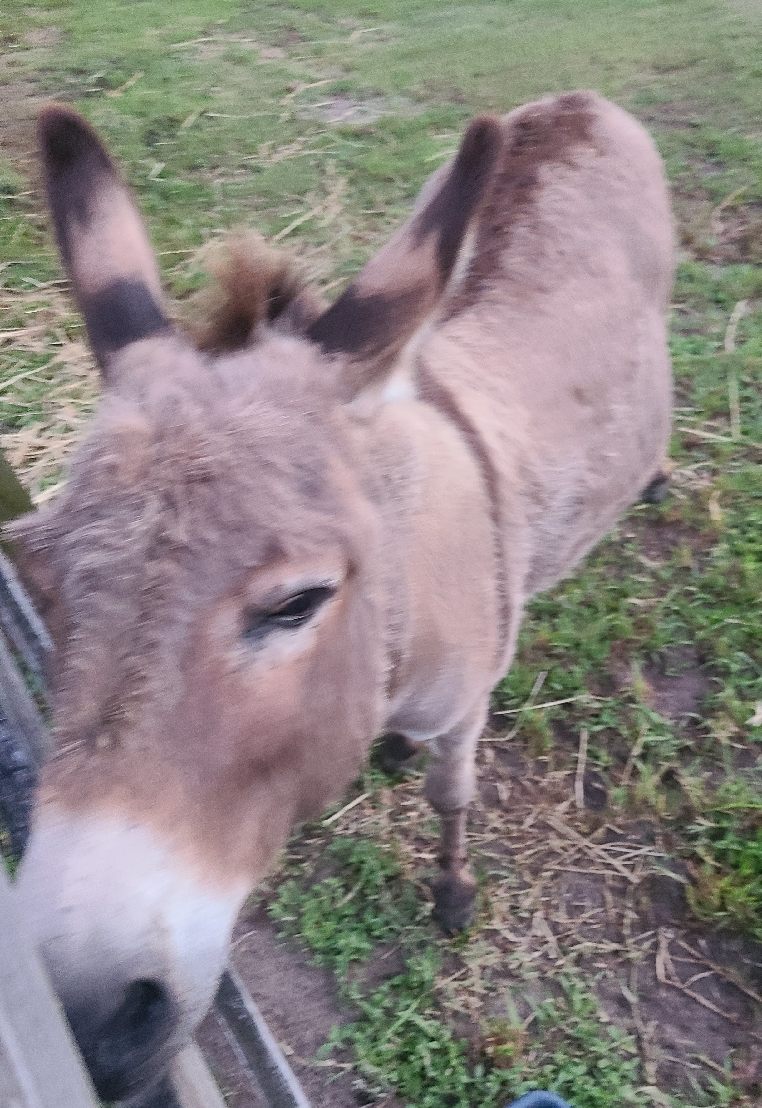 Donkeys at Bristol Oaks