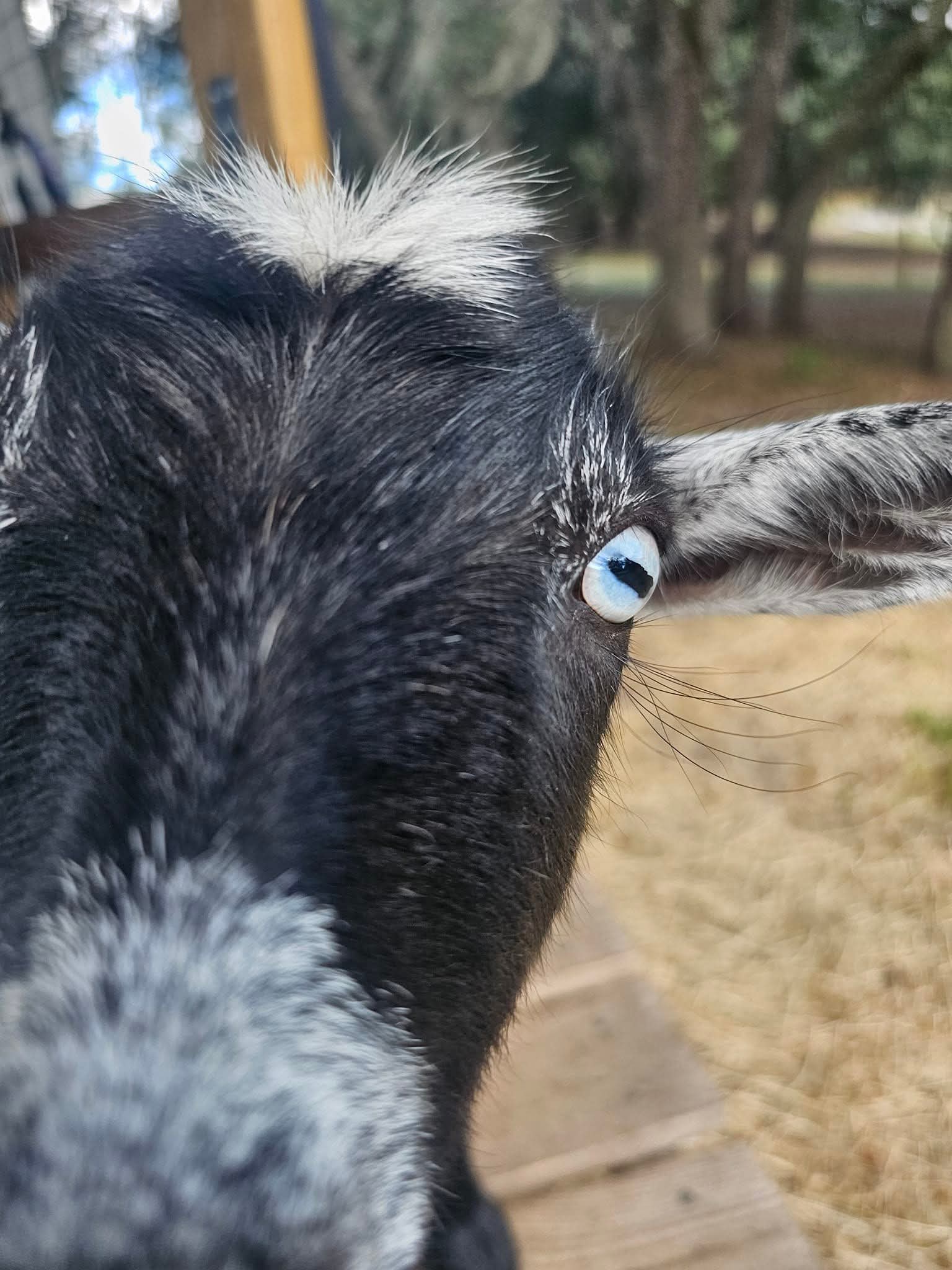 Goats at Bristol Oaks