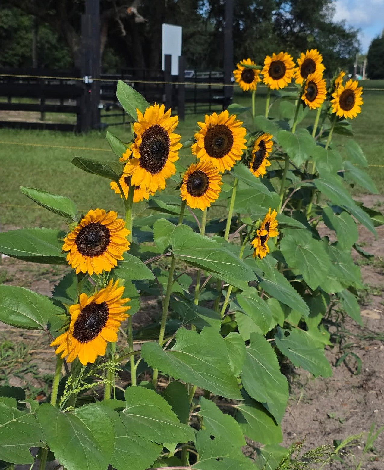 Sunflowers at Bristol Oaks